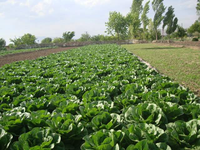 باغات سبزی - غرب تبریز 
